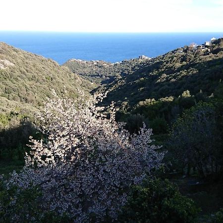 A Tana Di A Volpe Ville-di-Pietrabugno Exterior foto
