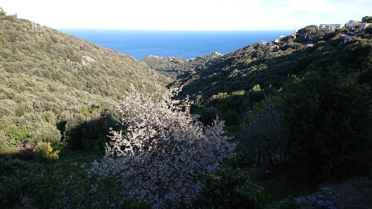A Tana Di A Volpe Ville-di-Pietrabugno Exterior foto